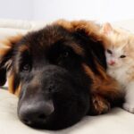 【種族を超えた絆】母を失った子猫、ジャーマン・シェパードの腕の中が唯一の安息の地に - 肉球ドットコム(299.com)