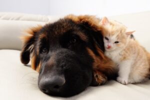 【種族を超えた絆】母を失った子猫、ジャーマン・シェパードの腕の中が唯一の安息の地に - 肉球ドットコム(299.com)