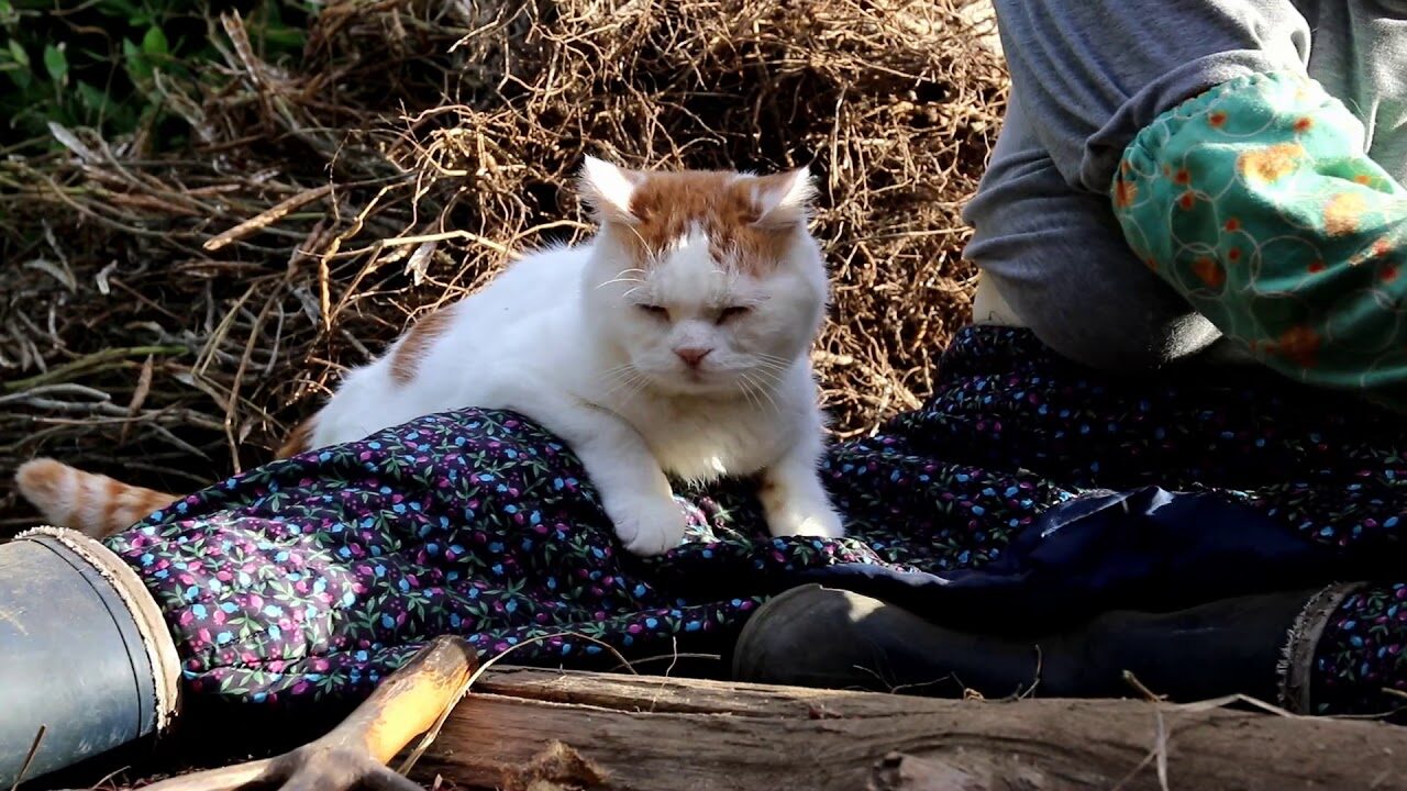 【癒やし】「かご猫」ファミリーの平和な日常!白猫「しろ」と茶トラ「あずき」の心温まる添い寝 - 肉球ドットコム(299.com)