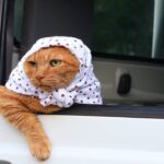 【かご猫】のんびりドライブ!軽トラの荷台で“ホッカムリ”してくつろぐ猫の可愛すぎる姿 - 肉球ドットコム(299.com)