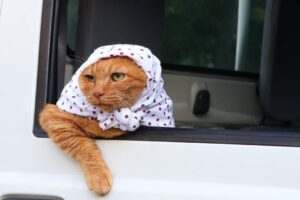 【かご猫】のんびりドライブ!軽トラの荷台で“ホッカムリ”してくつろぐ猫の可愛すぎる姿 - 肉球ドットコム(299.com)