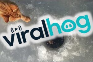 【大事件】釣り人、獲物を横取りされる!大胆不敵な「魚泥棒猫」の犯行の一部始終 - 肉球ドットコム(299.com)