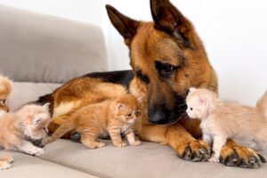 【愛が重い!】容赦ない子猫たちの猛攻にタジタジになるジャーマン・シェパード - 肉球ドットコム(299.com)