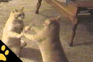 【必見】「ねえ、遊んでニャ!」猫2匹が魅せる”手合わせ”対決が可愛すぎる! - 肉球ドットコム(299.com)