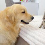 【感動】巨大ゴールデン・レトリーバーが初対面の子猫に優しすぎ!溢れる愛情に胸キュン - 肉球ドットコム(299.com)