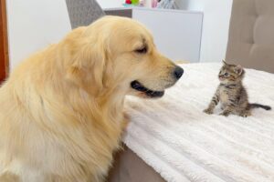 【感動】巨大ゴールデン・レトリーバーが初対面の子猫に優しすぎ!溢れる愛情に胸キュン - 肉球ドットコム(299.com)