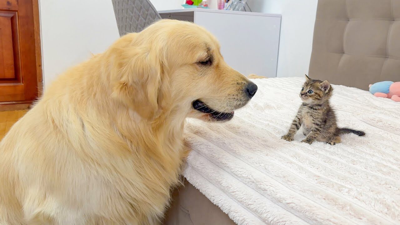 【感動】巨大ゴールデン・レトリーバーが初対面の子猫に優しすぎ!溢れる愛情に胸キュン - 肉球ドットコム(299.com)
