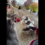 【絶対領域】金魚鉢の中でくつろぐ姉猫 vs どうしても邪魔したい弟猫の攻防戦! - 肉球ドットコム(299.com)