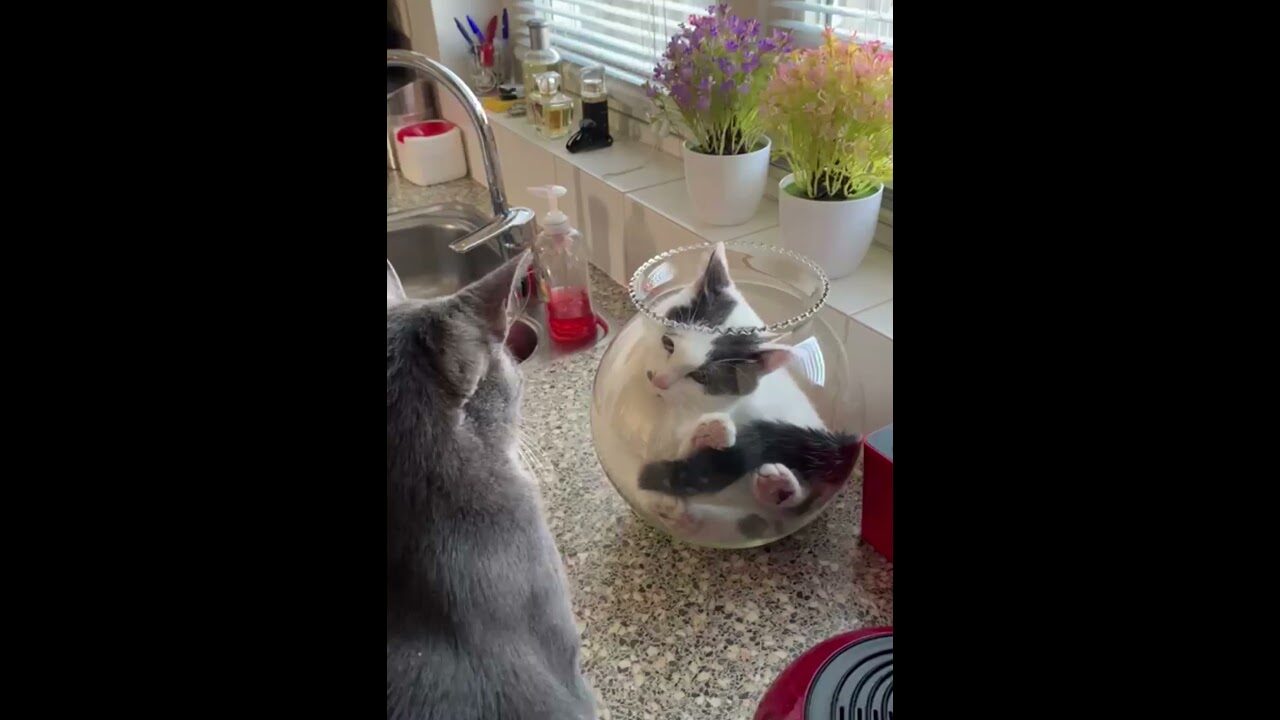 【絶対領域】金魚鉢の中でくつろぐ姉猫 vs どうしても邪魔したい弟猫の攻防戦! - 肉球ドットコム(299.com)
