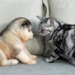 【初対面】アラスカン・マラミュートの子犬、初めての猫に大興奮!優しすぎる交流に胸キュン - 肉球ドットコム(299.com)