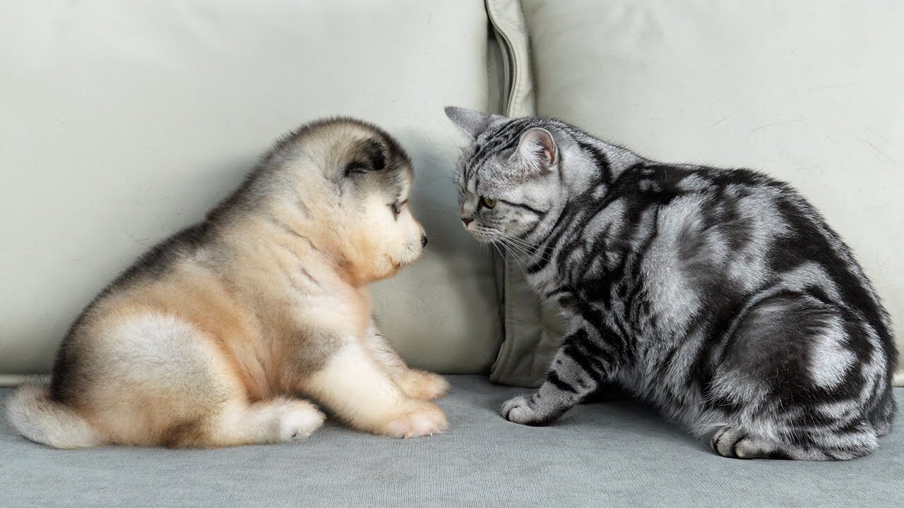 【初対面】アラスカン・マラミュートの子犬、初めての猫に大興奮!優しすぎる交流に胸キュン - 肉球ドットコム(299.com)