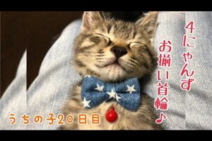 【お揃い!】「うちの子4にゃんず」が全員首輪デビュー!可愛すぎる集合写真の舞台裏 - 肉球ドットコム(299.com)