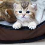 【我が子可愛すぎ!】抵抗できない!子猫の可愛さに悶絶する母猫の「ほっぺスリスリ」が止まらない - 肉球ドットコム(299.com)