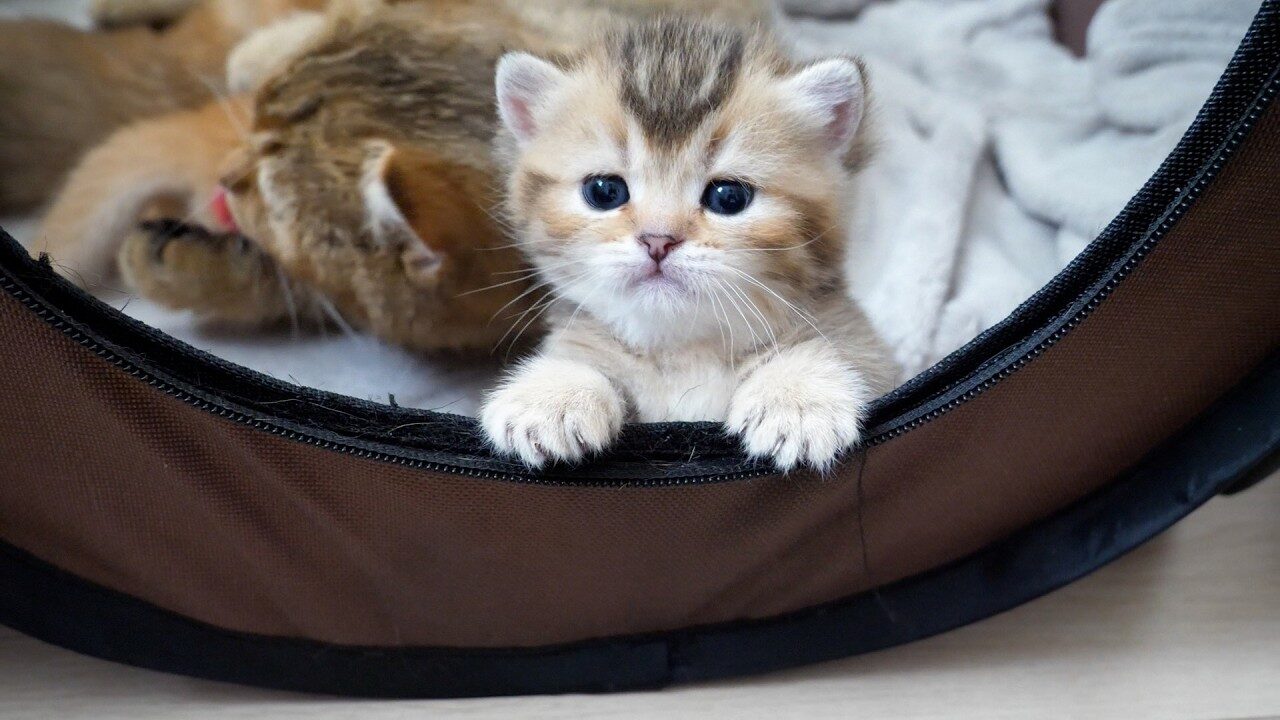 【我が子可愛すぎ!】抵抗できない!子猫の可愛さに悶絶する母猫の「ほっぺスリスリ」が止まらない - 肉球ドットコム(299.com)