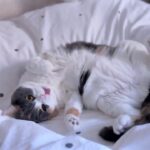 【二度寝失敗】可愛すぎて起きちゃった!寝起きで甘えん坊スイッチ全開の猫に癒やされる朝 - 肉球ドットコム(299.com)