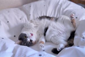 【二度寝失敗】可愛すぎて起きちゃった!寝起きで甘えん坊スイッチ全開の猫に癒やされる朝 - 肉球ドットコム(299.com)