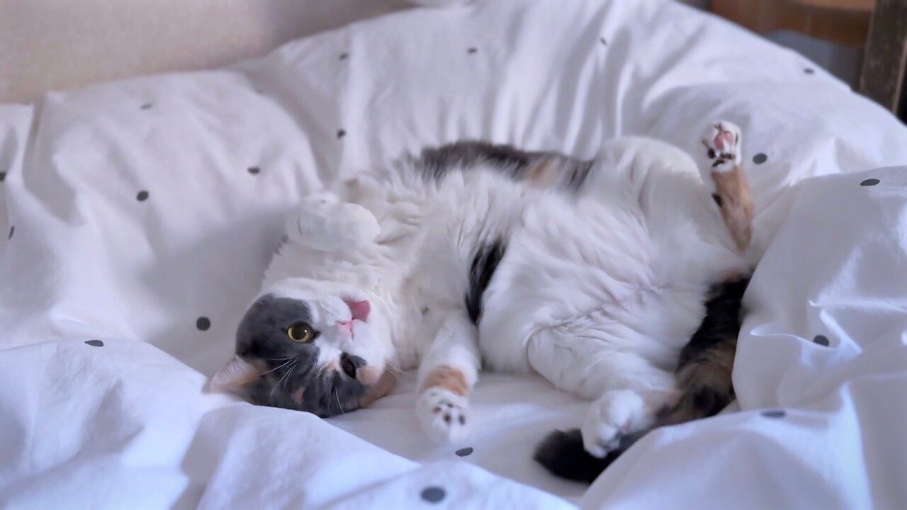 【二度寝失敗】可愛すぎて起きちゃった!寝起きで甘えん坊スイッチ全開の猫に癒やされる朝 - 肉球ドットコム(299.com)