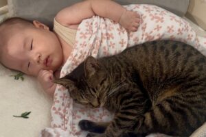【育児の神】子守のプロ!赤ちゃんの寝かしつけが神業すぎる猫さんに癒やされる - 肉球ドットコム(299.com)