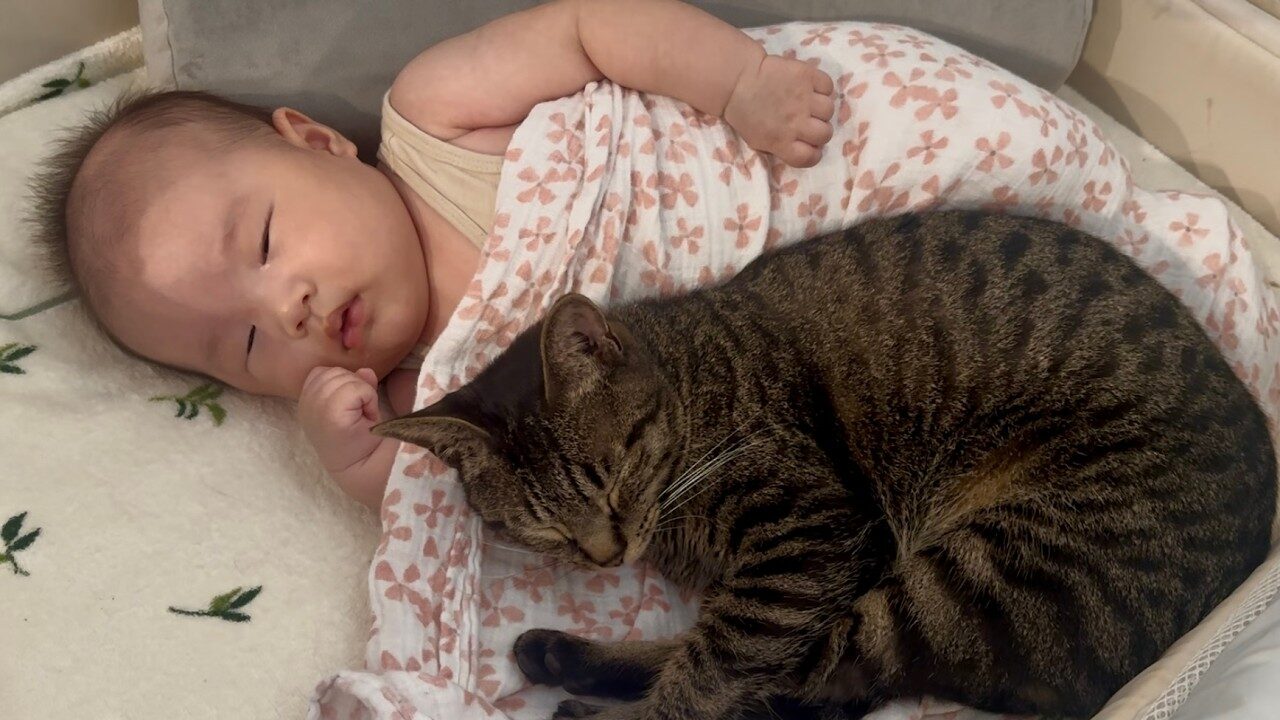 【育児の神】子守のプロ!赤ちゃんの寝かしつけが神業すぎる猫さんに癒やされる - 肉球ドットコム(299.com)