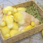 【種族を超えた愛】アヒルの子たちが「猫のロキ」を母親と慕う!モフモフの体で温める感動の光景 - 肉球ドットコム(299.com)