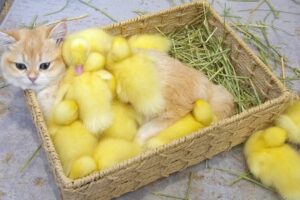 【種族を超えた愛】アヒルの子たちが「猫のロキ」を母親と慕う!モフモフの体で温める感動の光景 - 肉球ドットコム(299.com)