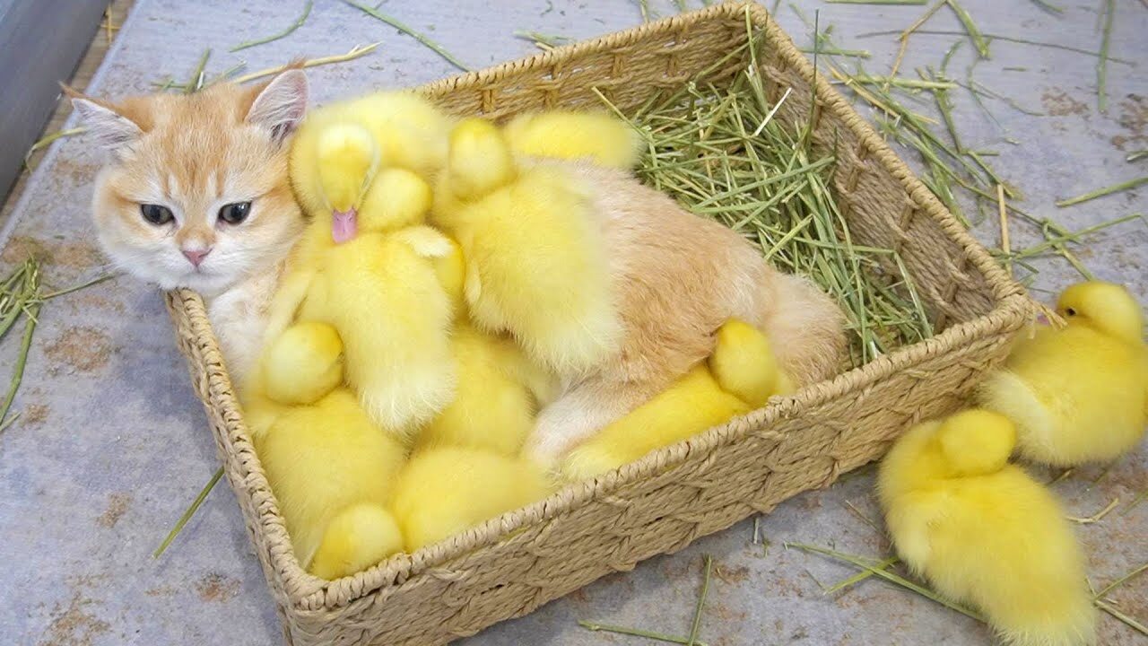 【種族を超えた愛】アヒルの子たちが「猫のロキ」を母親と慕う!モフモフの体で温める感動の光景 - 肉球ドットコム(299.com)