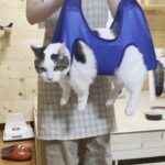 【衝撃の裏ワザ】「洗濯物みたいに干される」猫が可愛すぎ!爪切り嫌いを克服した神テクニック - 肉球ドットコム(299.com)