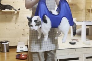 【衝撃の裏ワザ】「洗濯物みたいに干される」猫が可愛すぎ!爪切り嫌いを克服した神テクニック - 肉球ドットコム(299.com)