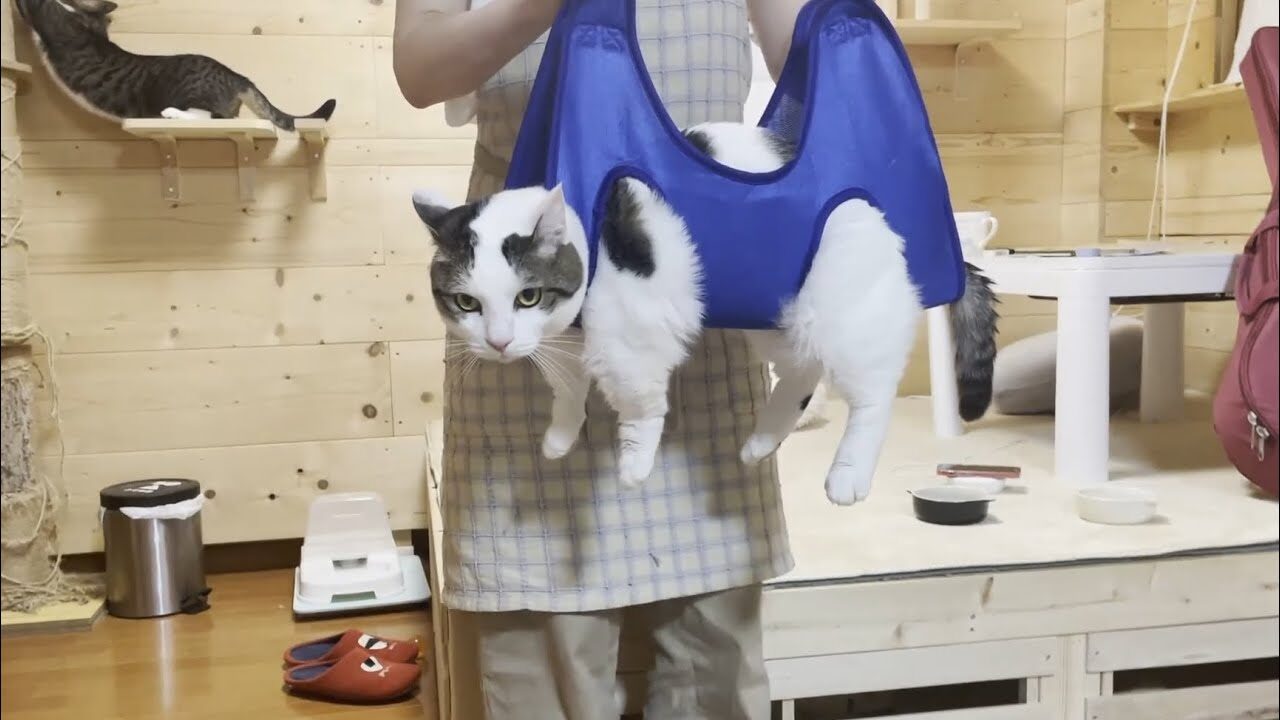 【衝撃の裏ワザ】「洗濯物みたいに干される」猫が可愛すぎ!爪切り嫌いを克服した神テクニック - 肉球ドットコム(299.com)