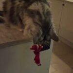 【メリー・クルシミマス?】巨大猫メインクーン、置物サンタをカウンターから落とし続ける「猫のいたずら」動画 - 肉球ドットコム(299.com)