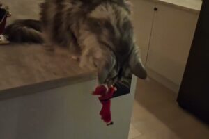 【メリー・クルシミマス?】巨大猫メインクーン、置物サンタをカウンターから落とし続ける「猫のいたずら」動画 - 肉球ドットコム(299.com)