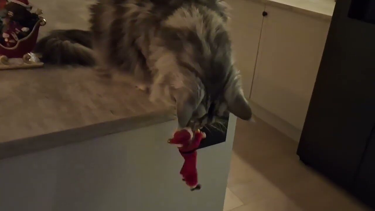 【メリー・クルシミマス?】巨大猫メインクーン、置物サンタをカウンターから落とし続ける「猫のいたずら」動画 - 肉球ドットコム(299.com)