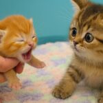 【感動の瞬間】「君が見えるよ」生まれたての子猫が初めて目を開けた!テディが見せた驚きの反応とは - 肉球ドットコム(299.com)