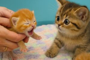 【感動の瞬間】「君が見えるよ」生まれたての子猫が初めて目を開けた!テディが見せた驚きの反応とは - 肉球ドットコム(299.com)