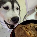 【高級ディナー】生まれて初めて「特大ステーキ」に遭遇!子猫とハスキーたちが魅せた予想外の反応とは? - 肉球ドットコム(299.com)