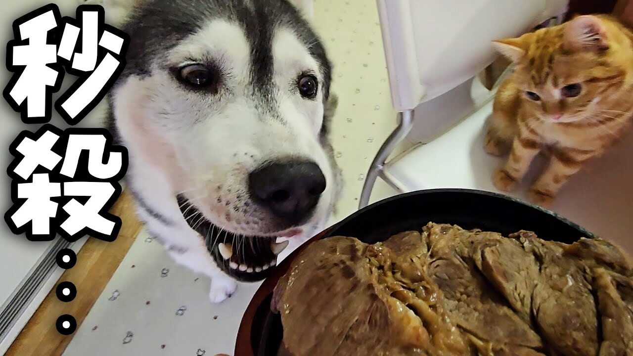 【高級ディナー】生まれて初めて「特大ステーキ」に遭遇!子猫とハスキーたちが魅せた予想外の反応とは? - 肉球ドットコム(299.com)