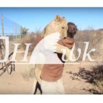 【驚愕の1600万再生超】ライオンに頭をガブリ!? 猛獣と「日常」を過ごす男性の衝撃的な生活 - 肉球ドットコム(299.com)