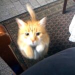 【600万再生超】「私に構って!」飼い主の邪魔をする猫が可愛すぎ!愛猫の執拗なアピール - 肉球ドットコム(299.com)