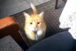 【600万再生超】「私に構って!」飼い主の邪魔をする猫が可愛すぎ!愛猫の執拗なアピール - 肉球ドットコム(299.com)