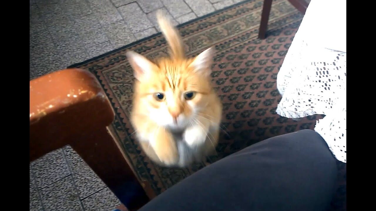 【600万再生超】「私に構って!」飼い主の邪魔をする猫が可愛すぎ!愛猫の執拗なアピール - 肉球ドットコム(299.com)