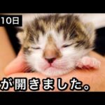 【涙腺崩壊】生後10日目の「奇跡」!保護子猫が初めて世界を見る瞬間が感動的すぎる - 肉球ドットコム(299.com)