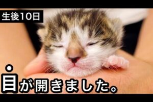 【涙腺崩壊】生後10日目の「奇跡」!保護子猫が初めて世界を見る瞬間が感動的すぎる - 肉球ドットコム(299.com)