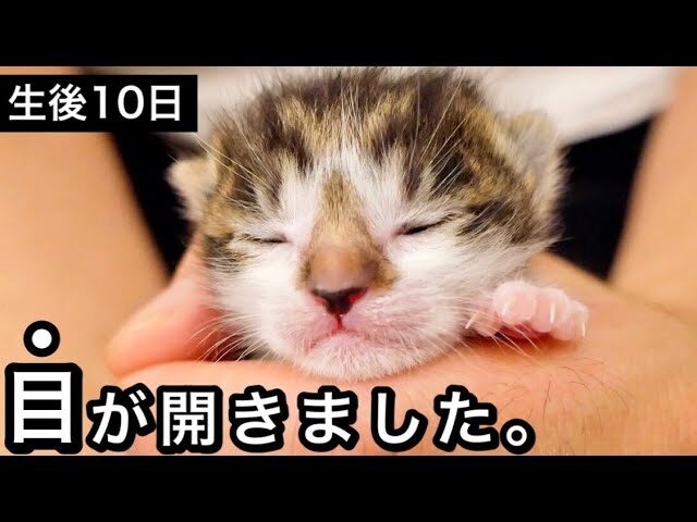 【涙腺崩壊】生後10日目の「奇跡」!保護子猫が初めて世界を見る瞬間が感動的すぎる - 肉球ドットコム(299.com)