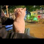【秘密の場所】夜の公園で発見!人懐っこすぎる「感動猫」が魅せた最高の癒やし - 肉球ドットコム(299.com)