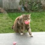 【100万再生超】キュン死注意!「花束を運ぶ猫」ウィローちゃんの健気すぎる近所へのプレゼント - 肉球ドットコム(299.com)