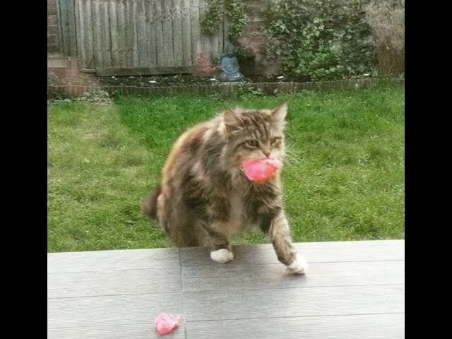 【100万再生超】キュン死注意!「花束を運ぶ猫」ウィローちゃんの健気すぎる近所へのプレゼント - 肉球ドットコム(299.com)