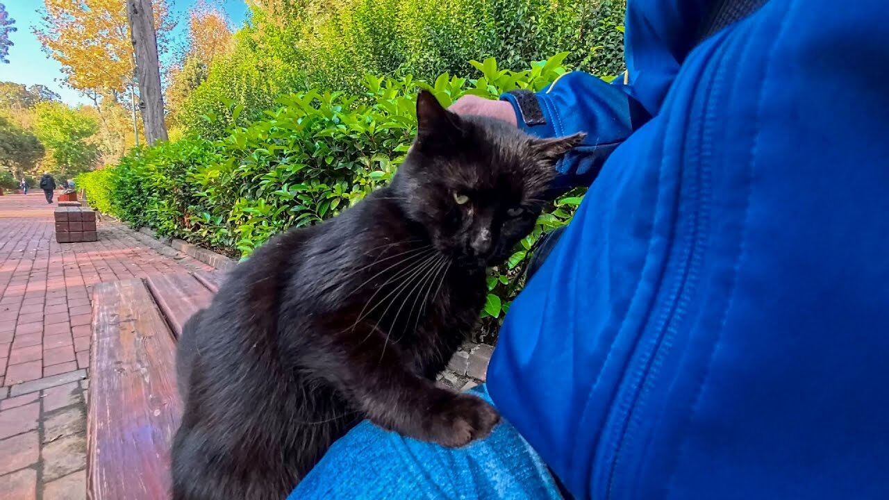 【癒やし】「隣、いいですか?」公園のベンチで出会った黒猫ちゃん、ナデナデしたらまさかの展開に! - 肉球ドットコム(299.com)