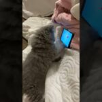 【笑撃】「捕まえるニャ!」スマホ画面の魚に全力アタックする子猫の"ハンター魂"が可愛すぎると話題! - 肉球ドットコム(299.com)