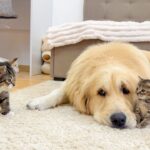 【感動】「お友達だよ、よろしくね」ゴールデンレトリバーが愛猫を『親友』に紹介!種族を超えた優しさに涙が止まらない - 肉球ドットコム(299.com)