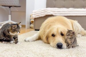 【感動】「お友達だよ、よろしくね」ゴールデンレトリバーが愛猫を『親友』に紹介!種族を超えた優しさに涙が止まらない - 肉球ドットコム(299.com)